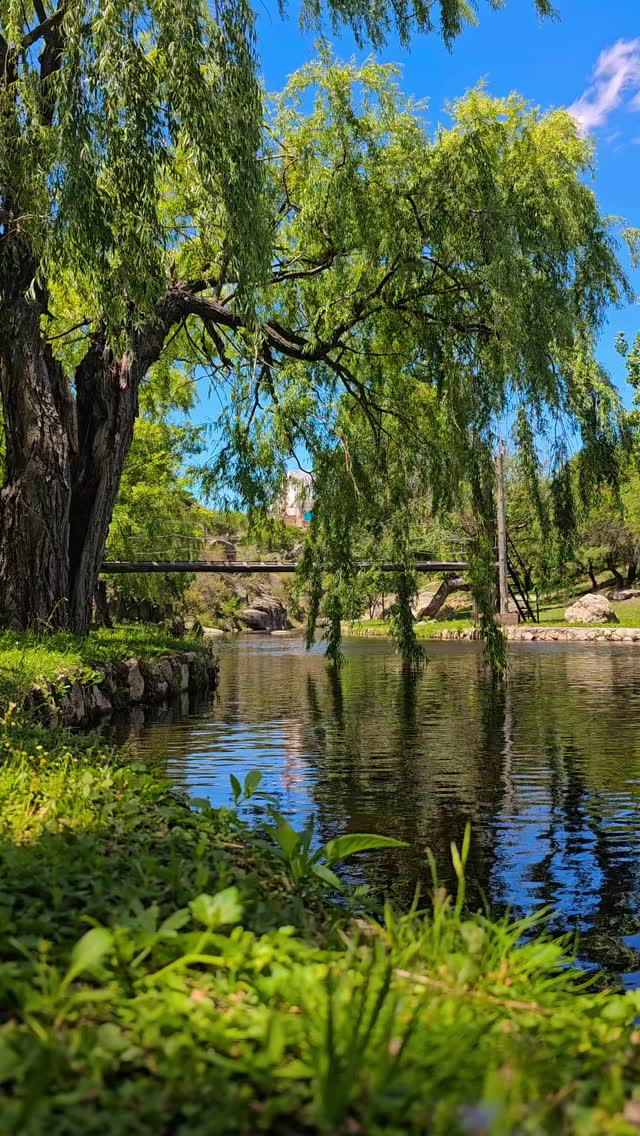 Los sauces sobre el agua del resort, con el puente al fondo